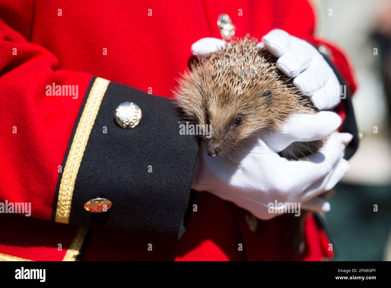 Gesamtansicht eines Igels, der von einem Chelsea-Rentner im Hedgehog Street Garden, Hampton Court Palace Flower Show 2014, im Hampton Court - London gehalten wird Stockfoto