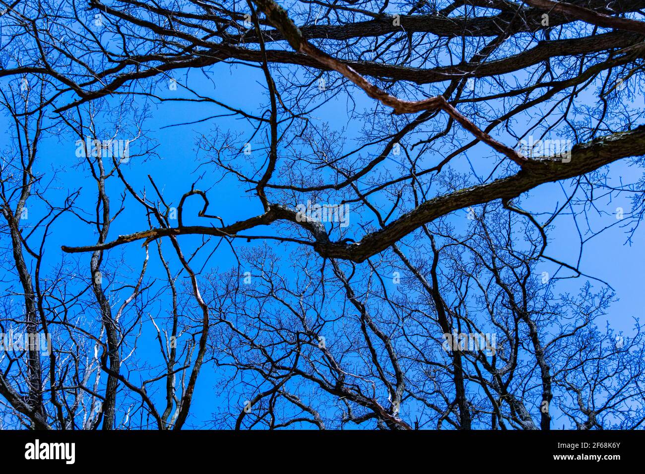 Äste von Bäumen vor einem blauen Himmel Hintergrund, ominöse Landschaft, schrecklichen Hintergrund, beängstigende Textur Stockfoto