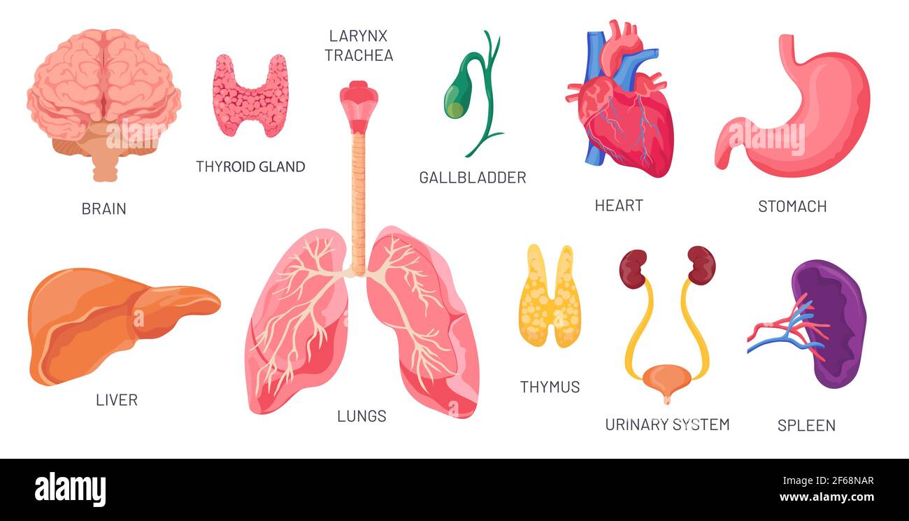 Innere Organe. Menschliche anatomische Körperteile, Gehirn, Magen, Niere und Milz. Cartoon Harnsystem, Herz und Lunge. Orgelvektor eingestellt Stock Vektor