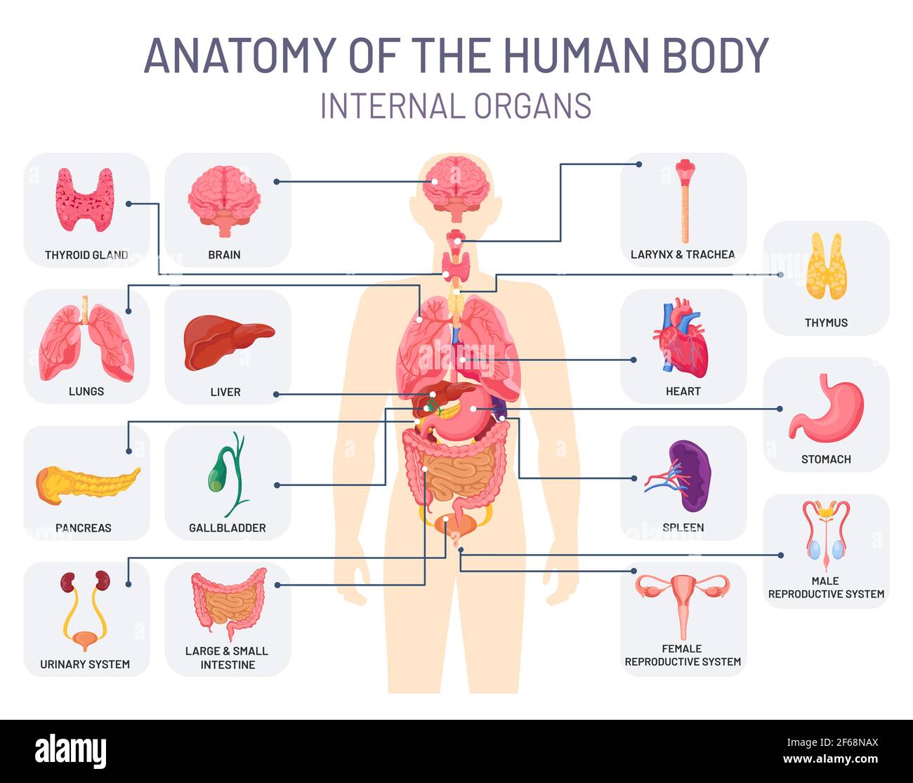 System der menschlichen Organe. Medizinische Körperanatomie, Mensch innere Physiologie Teile. Vektor-Infografik für Atemwege, Fortpflanzungs- und Verdauungssysteme Stock Vektor