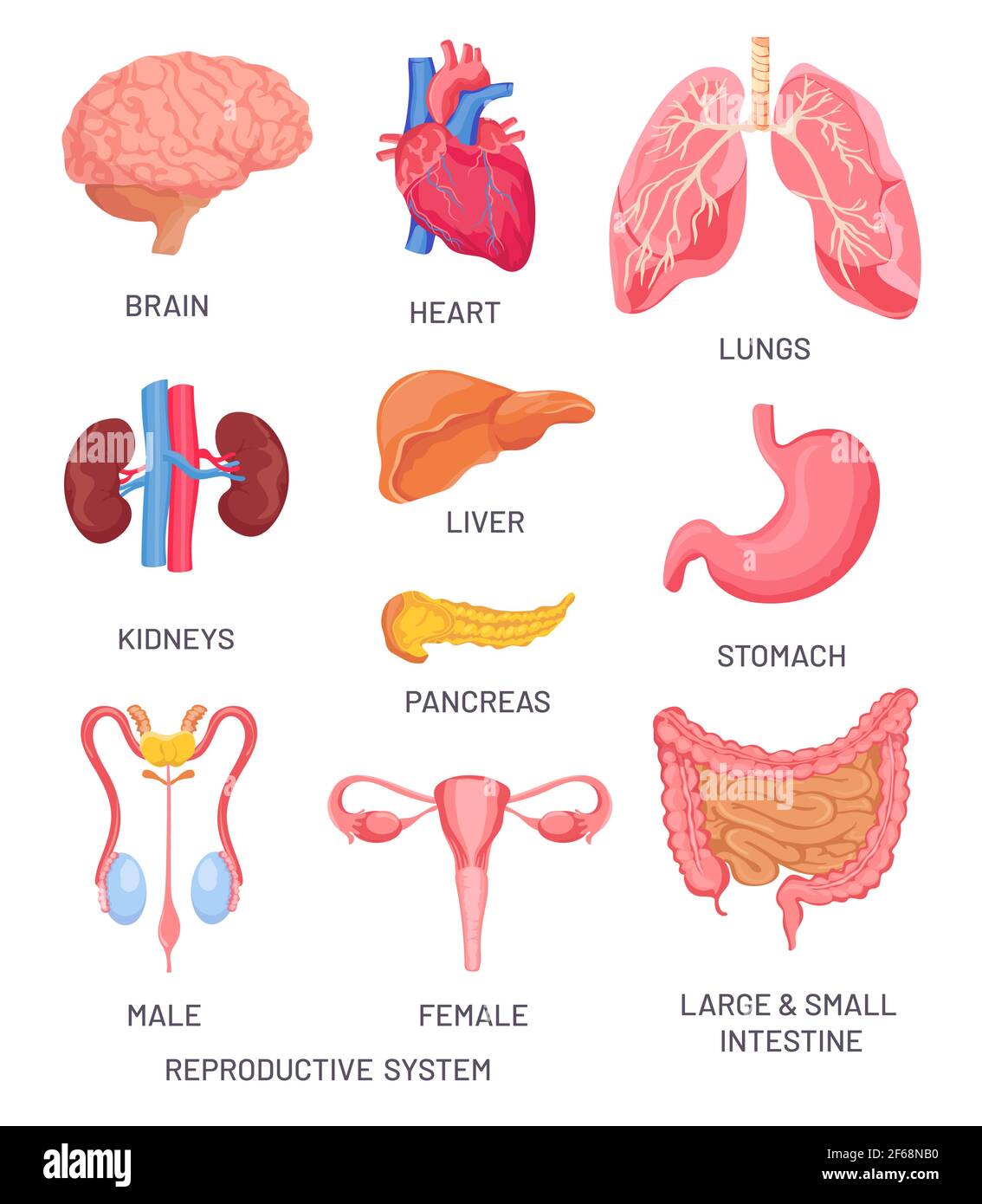 Menschliche Organe. Cartoon Gehirn, Bauchspeicheldrüse und Darm. Männliche und weibliche Fortpflanzungssystem. Internes Organ für Anatomie pädagogische Vektor-Set Stock Vektor