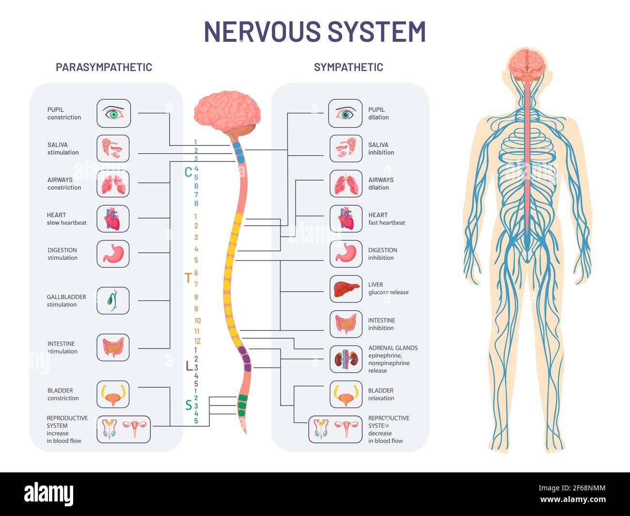 Menschliches Nervensystem. Sympathische und parasympathische Nerven Anatomie und Funktionen. Rückenmark steuert Körper innere Organe Vektordiagramm Stock Vektor