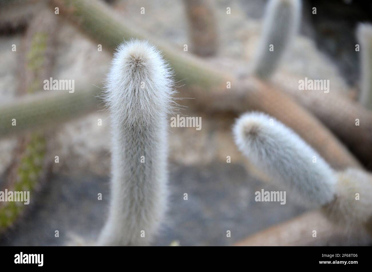 Flauschiger kaktus -Fotos und -Bildmaterial in hoher Auflsung  Alamy