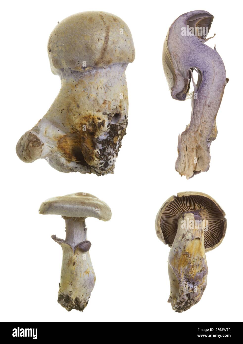 Ziegenkäse-Webcap, Cortinarius camphoratus isoliert auf weißem Hintergrund Stockfoto