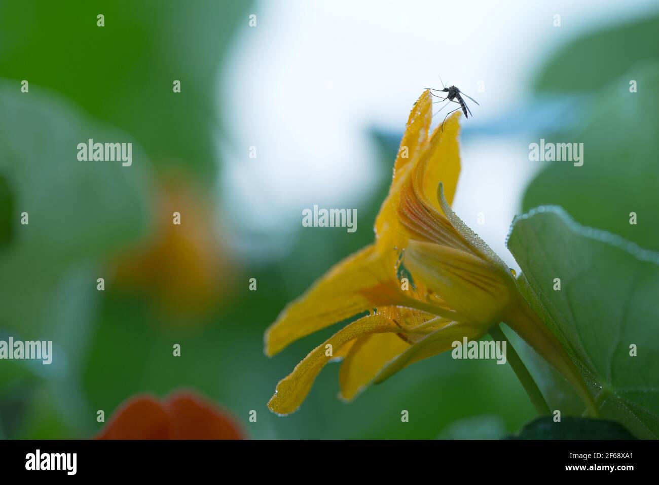 Moskito ruht auf blühenden Kapuzinerkresse Stockfoto