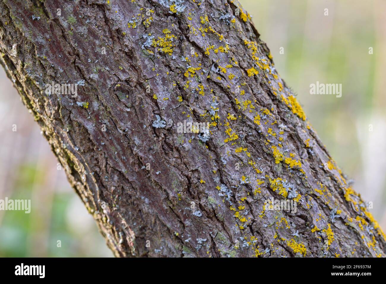 Holunder Busch Rinde Holunder rinde -Fotos und -Bildmaterial in hoher Auflösung – Alamy