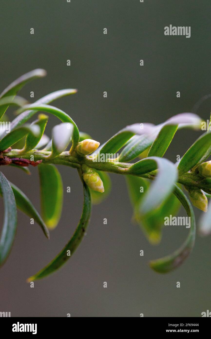 Weibliche Blten der Eibe, Taxus Stockfotografie - Alamy