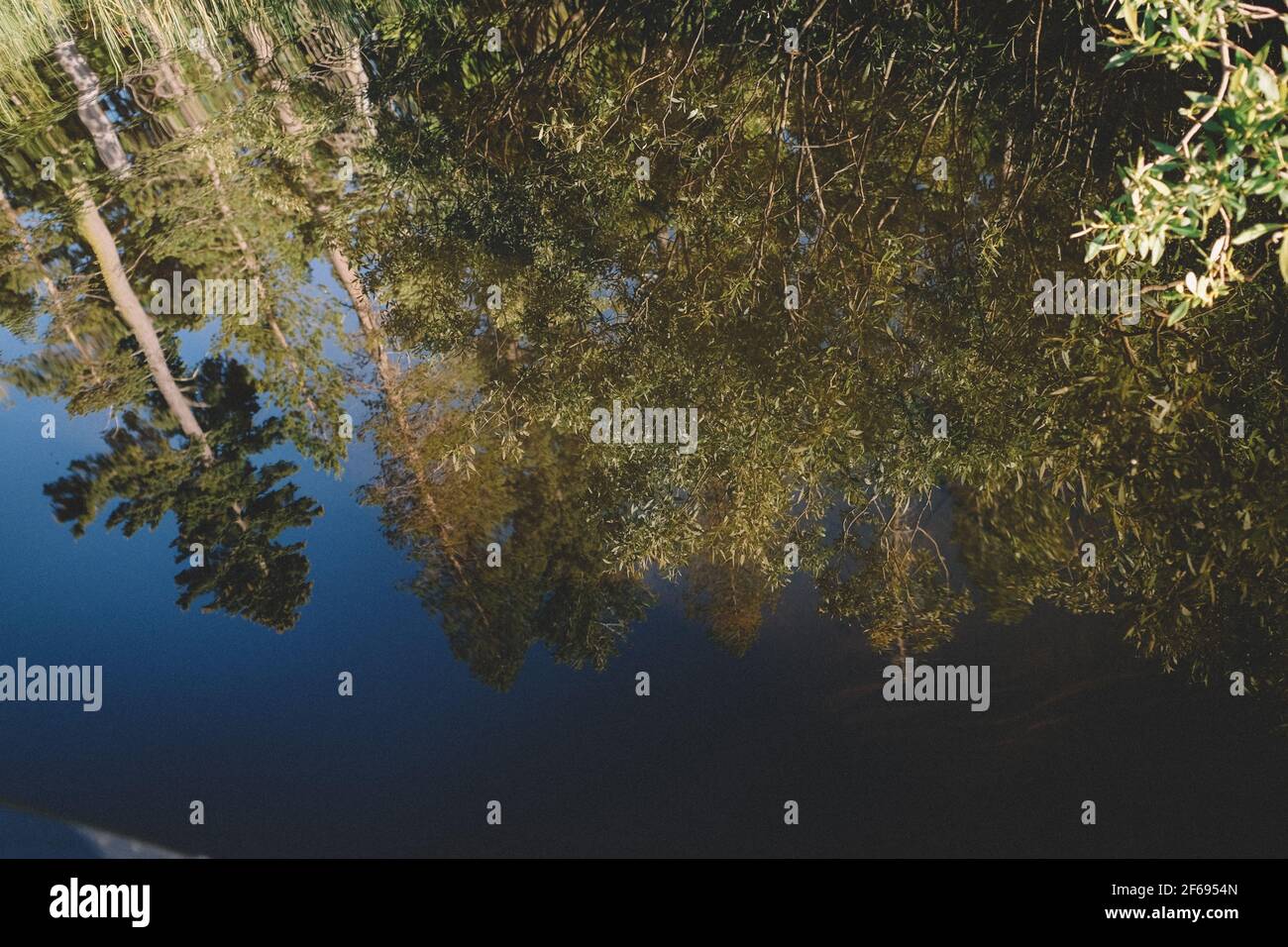 Ziemlich wässrige Spiegelung von Pinien und Weiden Stockfoto