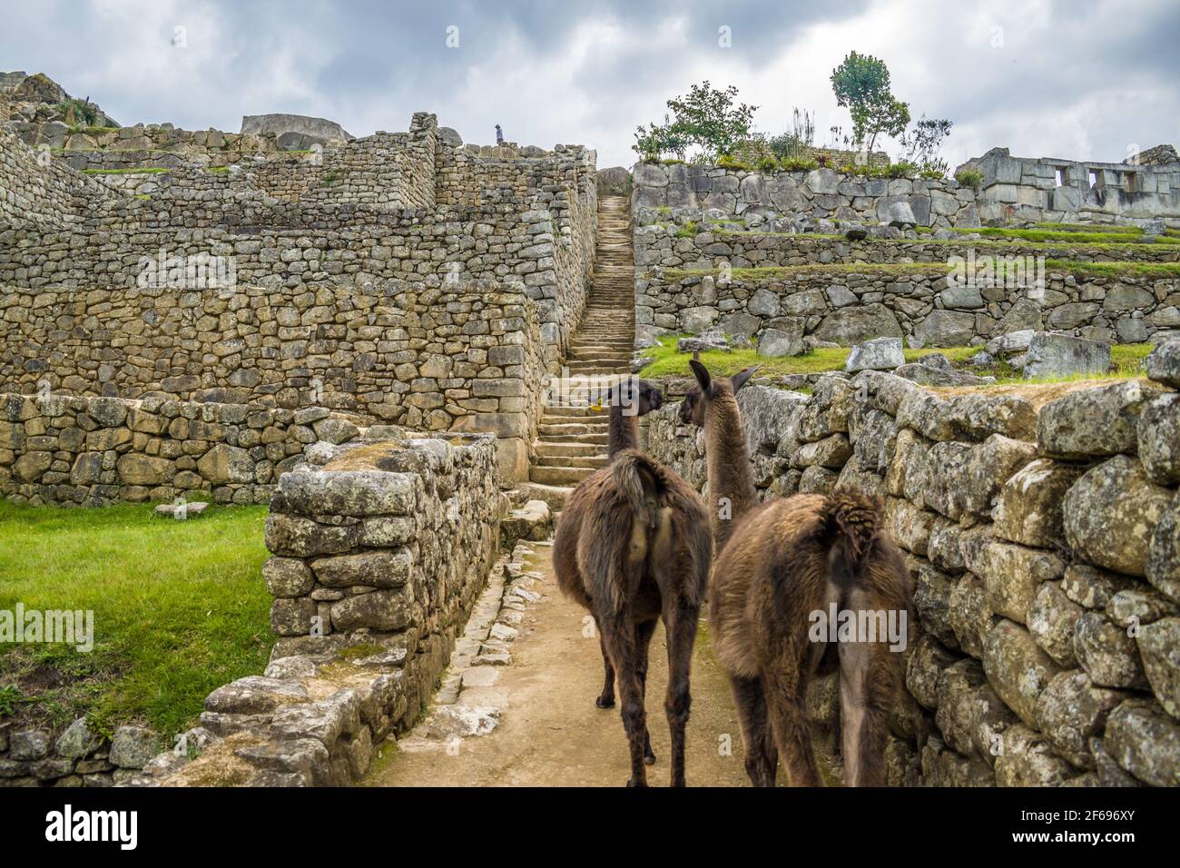 Lamas en la ciudadela machu picchu Stockfoto
