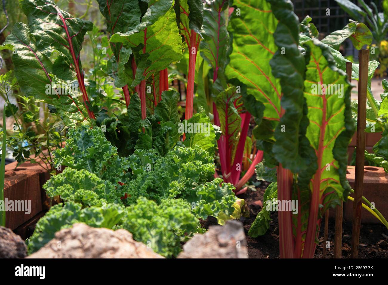 Das bunte Gemüse im heimischen Garten Stockfoto