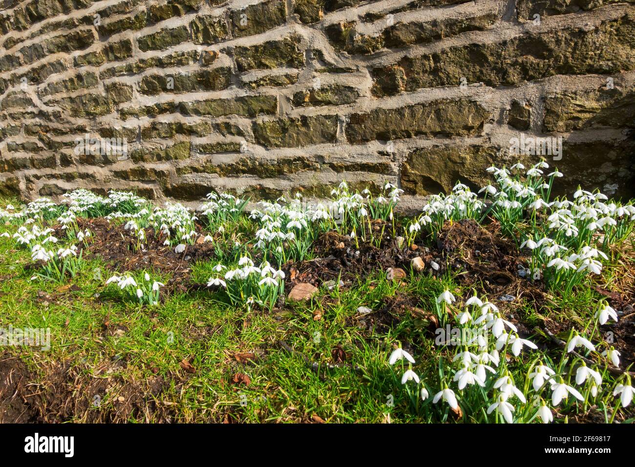 Schneeglöckchen an einer Steinmauer in Sedbusk, Yorkshire Dales National Park Stockfoto