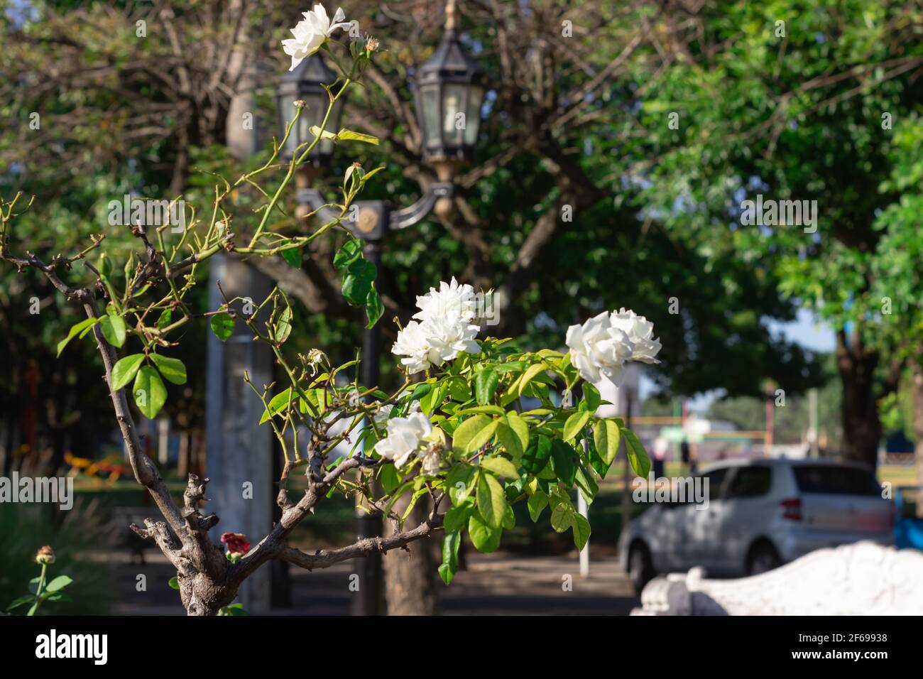 Weiße Rosen in einem Stadtpark an einem sonnigen Tag. Stockfoto