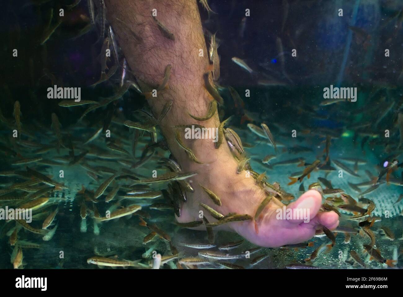 Kleiner Fisch, der in Phuket, Thailand, einen Männerfuß in einem Aquarium putzt. Stockfoto