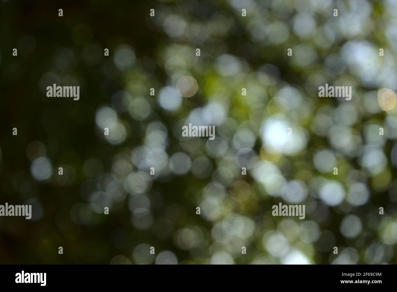 Natürliches grünes Bokeh. Verschwommene Blätter, Pflanze, Baum abstrakte Textur Hintergrund. Niedriger Winkel, unter der Baumansicht, horizontaler Bildstil. Stockfoto