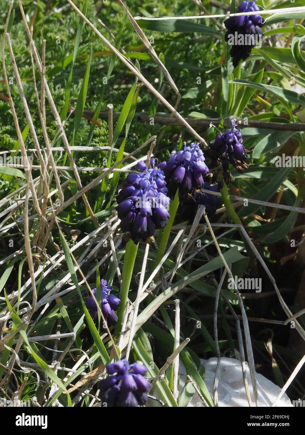 Muscari auch bekannt als Traubenhyazinthe wächst wild auf Griechisch Berge Stockfoto