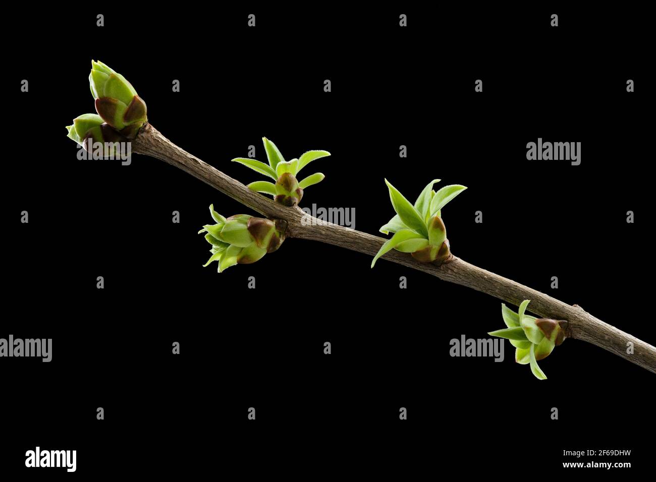 Ein Zweig Flieder mit grünen jungen Frühlingsblättern auf schwarzem Hintergrund. Stockfoto