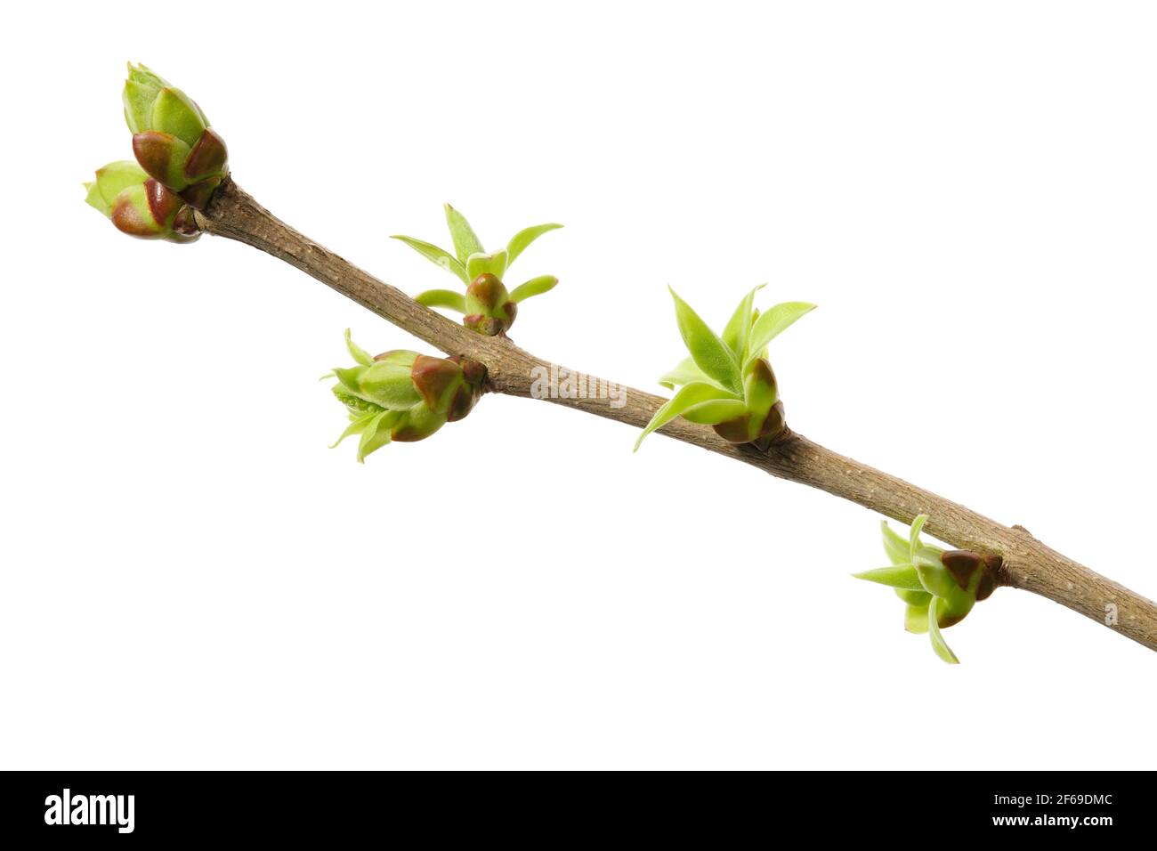 Ein Zweig Flieder mit jungen grünen Frühlingsblättern isoliert auf weißem Hintergrund. Stockfoto