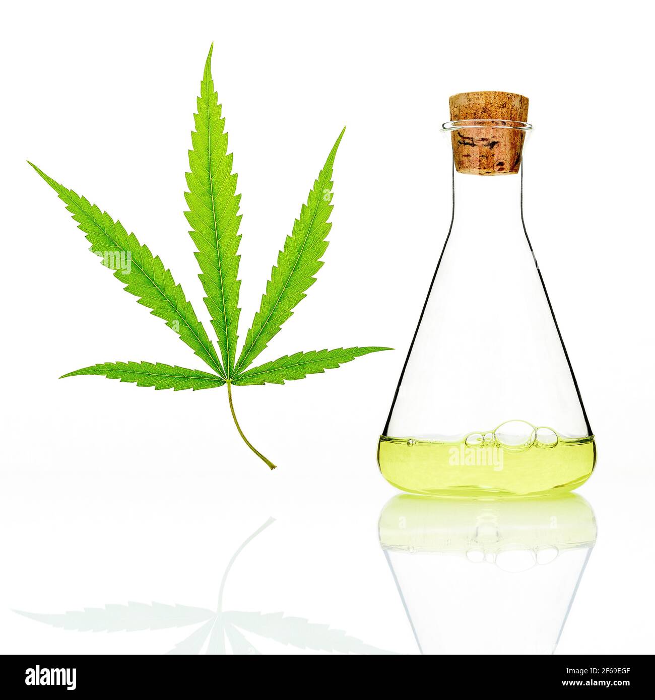 Grüne Cannabisblätter mit Glasflasche Cannabisöl Reflexion isoliert auf weißem Hintergrund. Marihuana Hanf .(Cannabis sativa oder Cannabis indica) Stockfoto