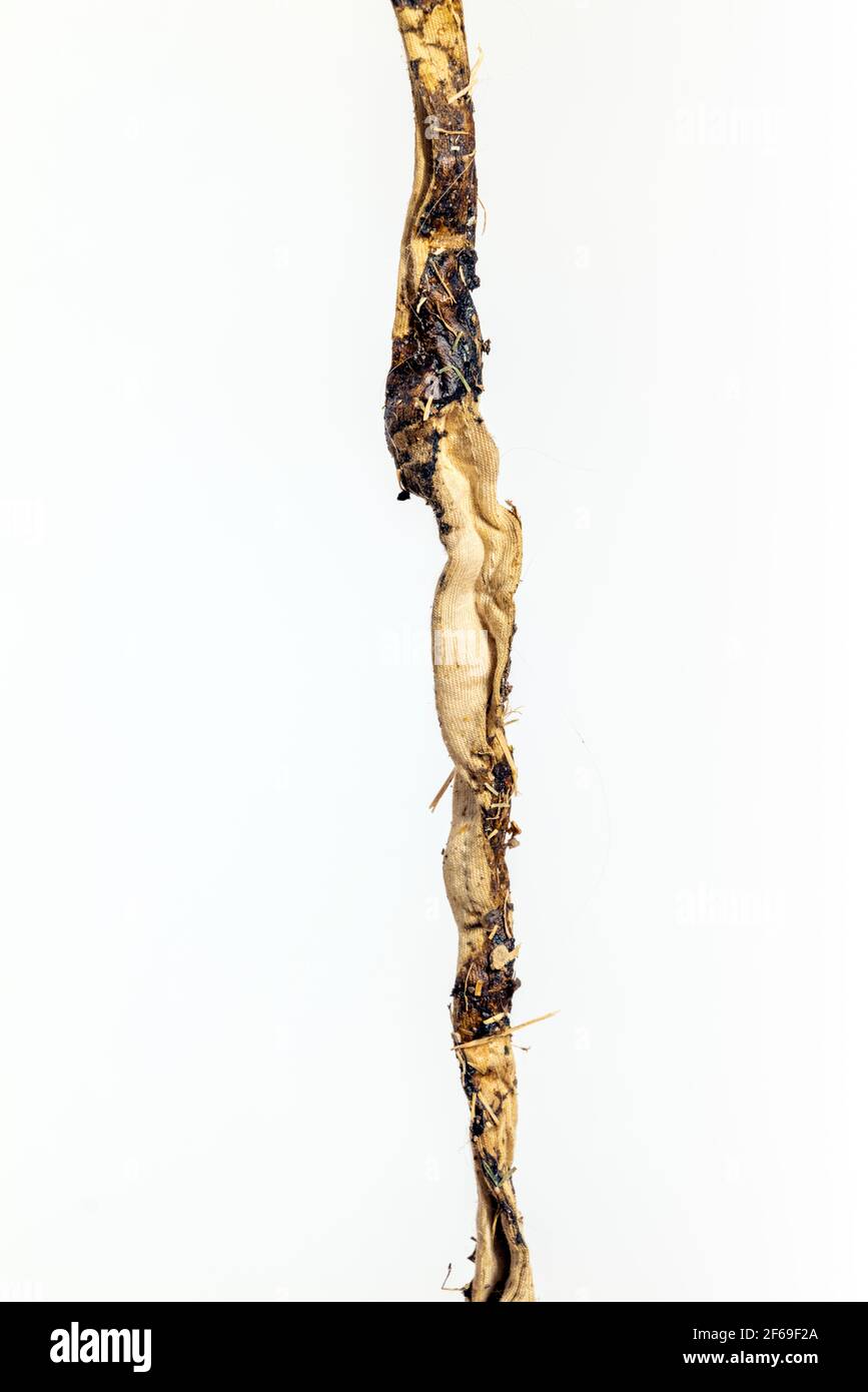 16 Wochen alter Platinum Golden Retriever Welpe verschluckt und übergeben diese 5'10' Tuch Schärpe, oder Gürtel Stockfoto