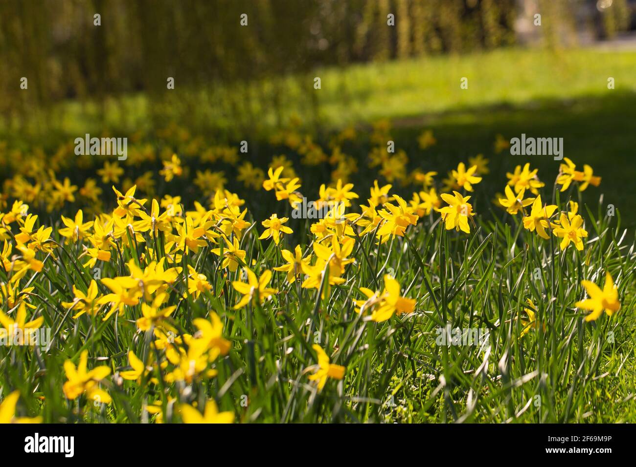 Der Pommern (oft auch als Pom bekannt) ist eine Rasse des Spitz-Typs, die nach der Region Pommern im Nordwesten Polens und Nordosten benannt ist. Stockfoto