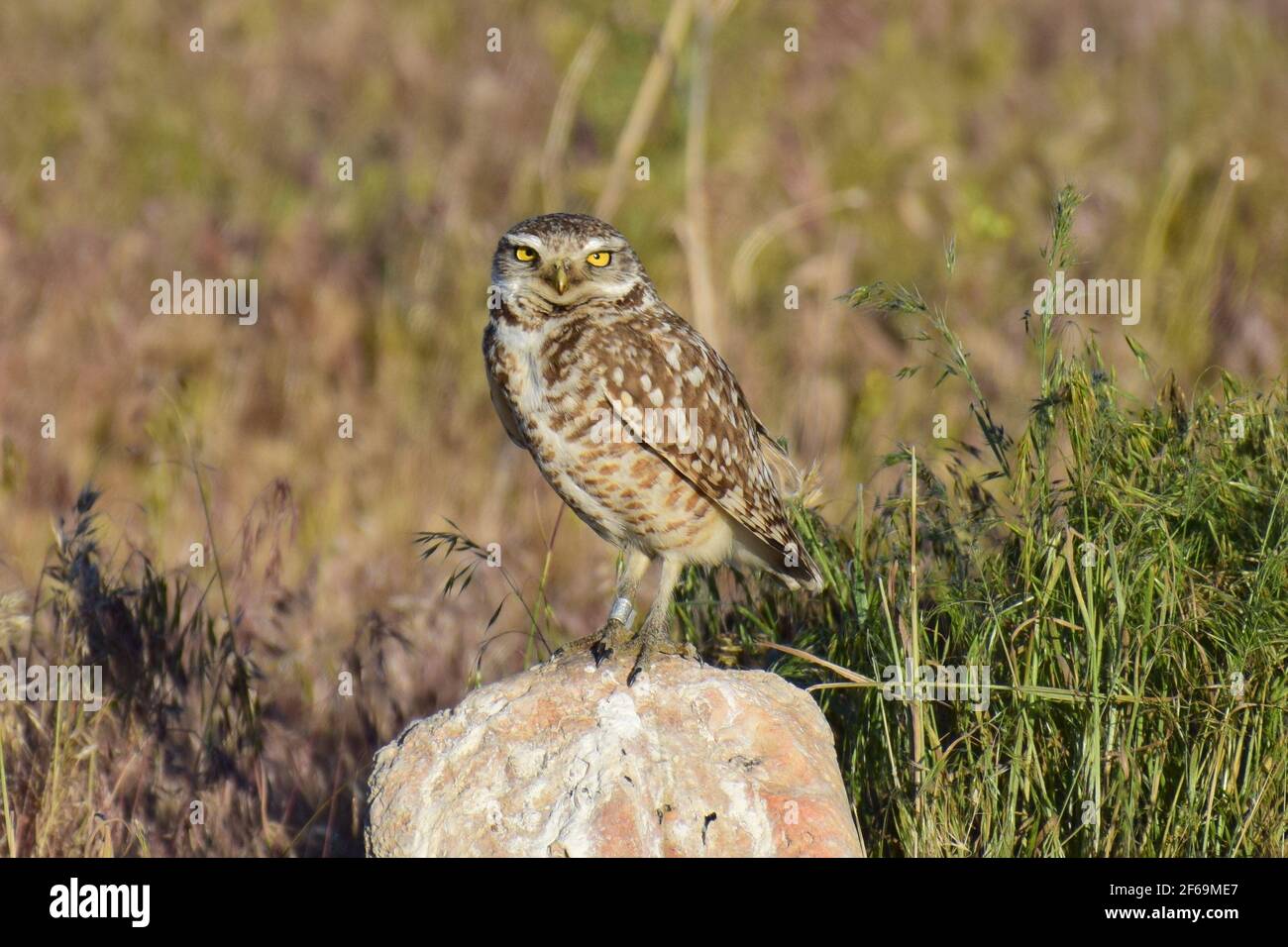 Small Grumpy Owl Stockfotos Und Bilder Kaufen Alamy