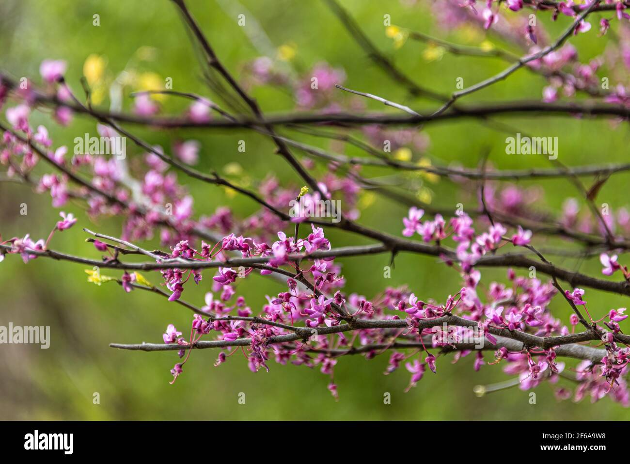 Östliche Rotkehlchen blühen im frühen Frühjahr entlang des Songbird Habitat Trail im Stone Mountain Park in Atlanta, Georgia. (USA) Stockfoto