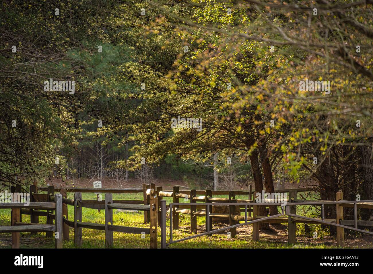 Songbird Habitat und Woodland Trail bei Sonnenuntergang im Stone Mountain Park in der Nähe von Atlanta, Georgia. (USA) Stockfoto