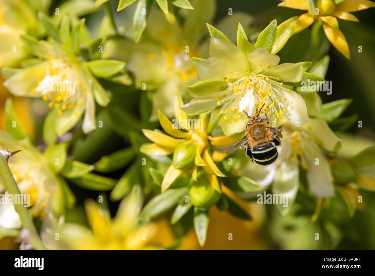 Blau gebänderte Biene, die Nektar aus saftiger Blüte sammelt Stockfoto