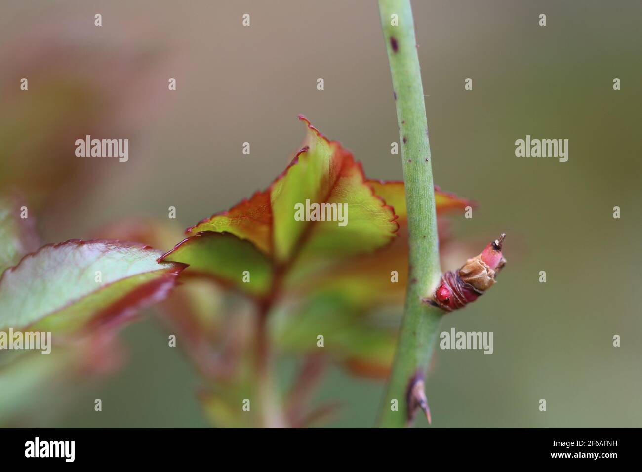 Frische Blattknospe auf einem Rosenstamm. Stockfoto