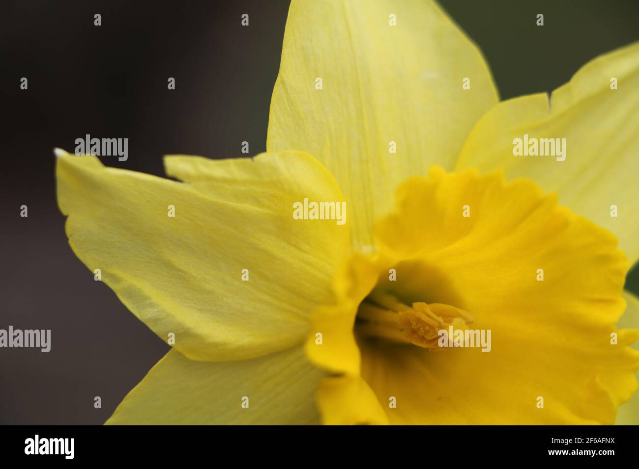 Nahaufnahme eines leuchtend gelben Narzissen Stockfoto