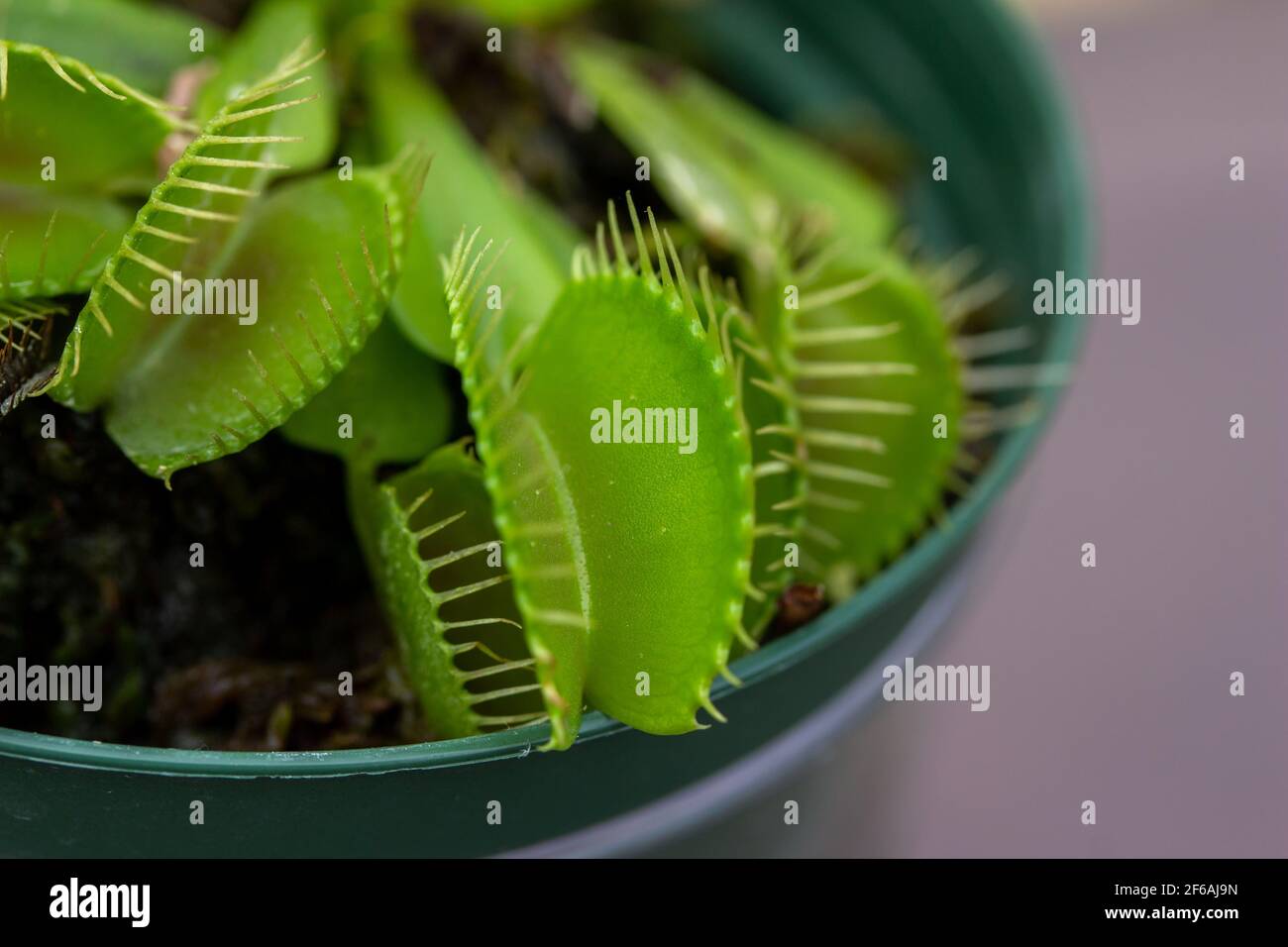 Abstrakte Vollformatansicht einer vergommten Venusfliegenfalle (dionaea muscipula) mit fleischfressenden Blättern Stockfoto