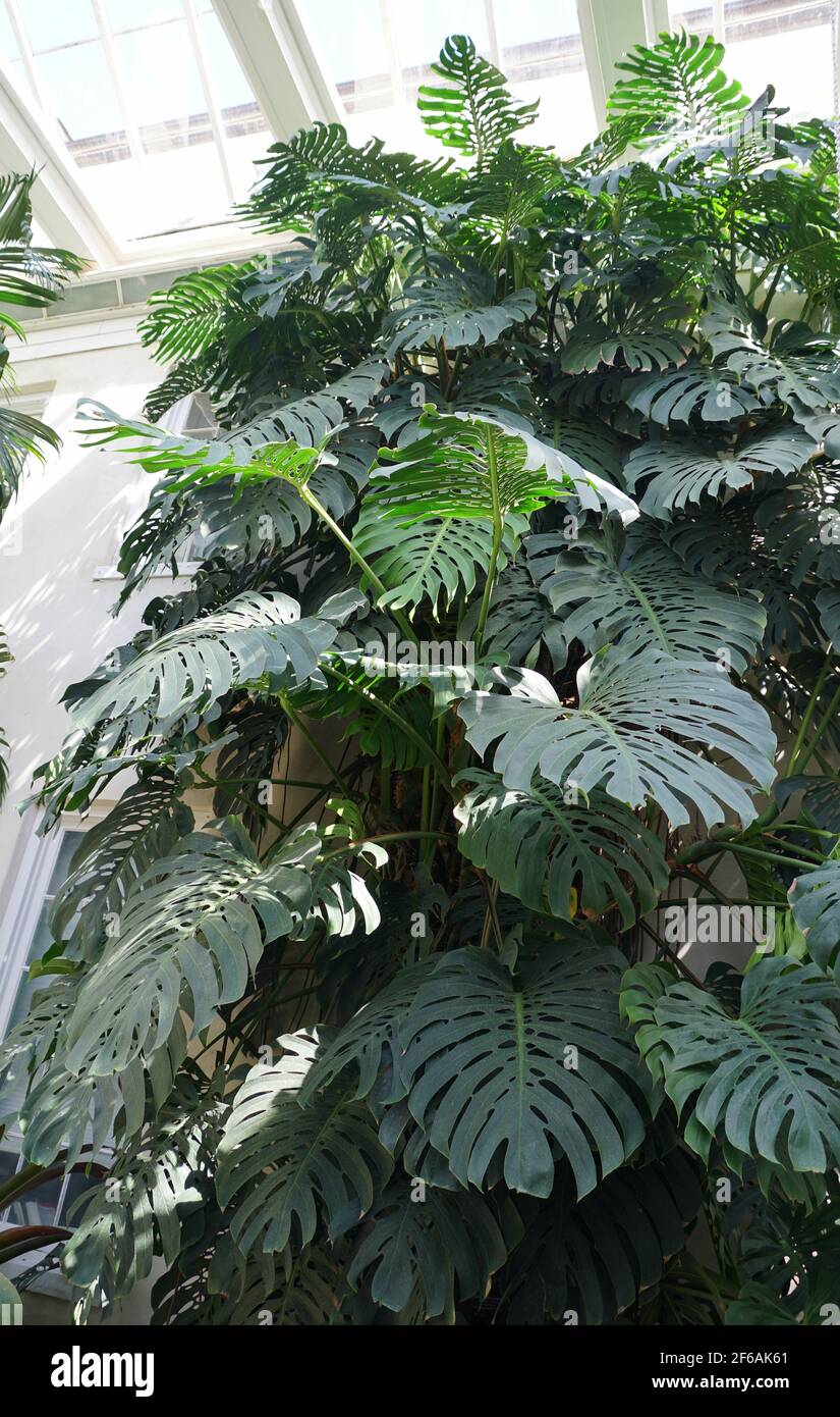 philodendron bipinnatifidum choco empress Philodendron bipinnatifidum 'Chocolate Empress' – FleurExcel Inc main image 0