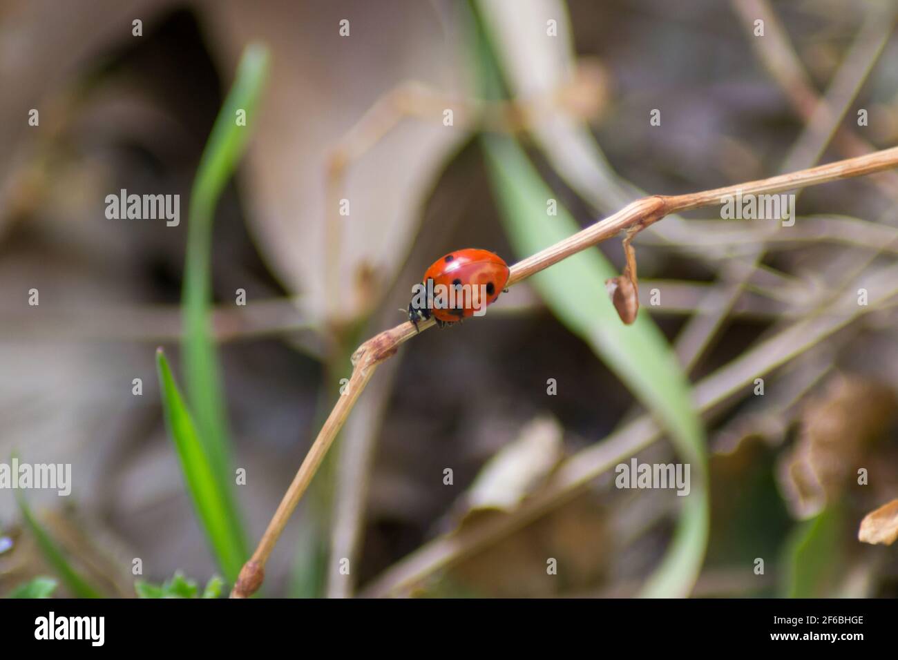 Rote Marienkäfer, die auf einem Stock im Gras klettern, Insekten im Boden, selektiver Fokus, Natur im Freien, Flora und Fauna Stockfoto