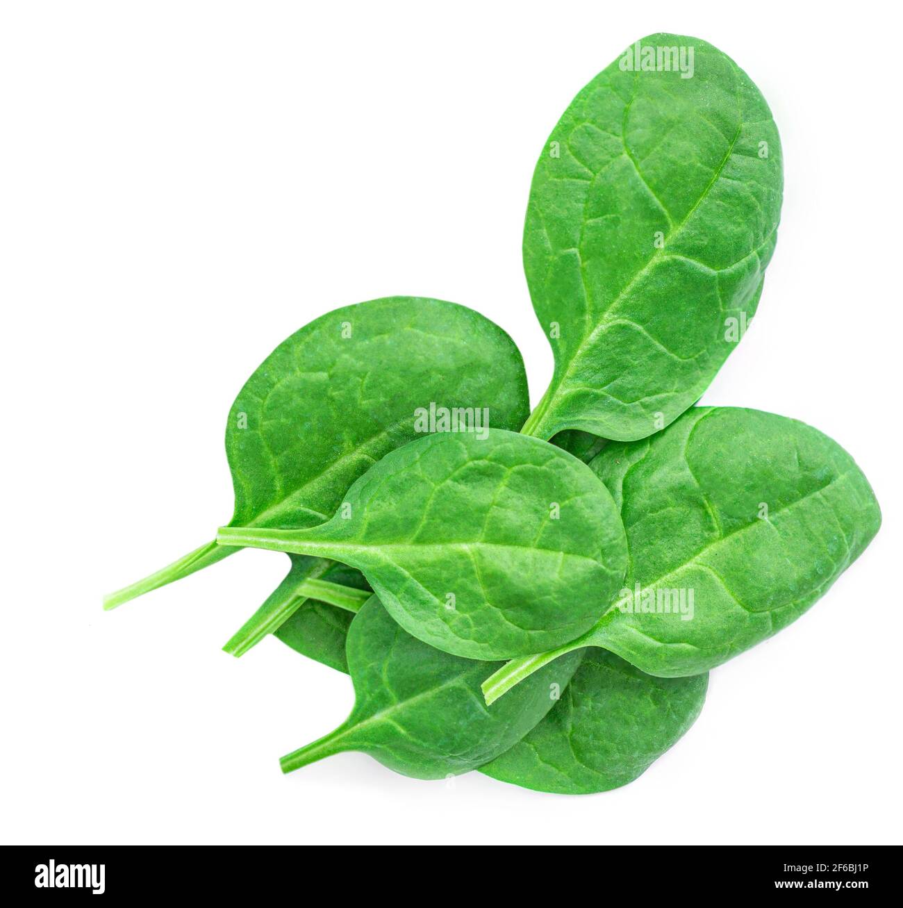 Frische Spinatblätter isoliert auf weißem Hintergrund. Verschiedene Grüns Spinat Makro. Draufsicht. Flach liegend. Stockfoto