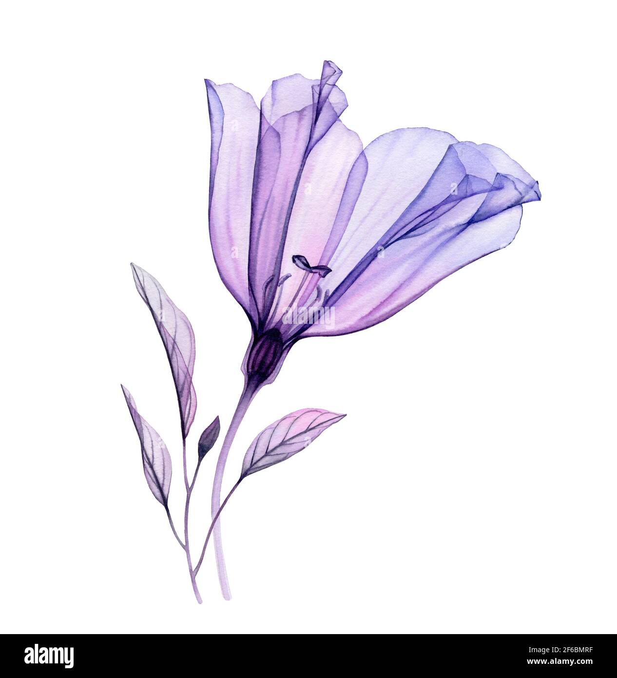 Aquarell-Lisianthus-Bouquet. Handbemaltes Kunstwerk mit durchsichtiger violetter Blume und violetten Blättern, isoliert auf Weiß. Botanische Abbildung für Stockfoto