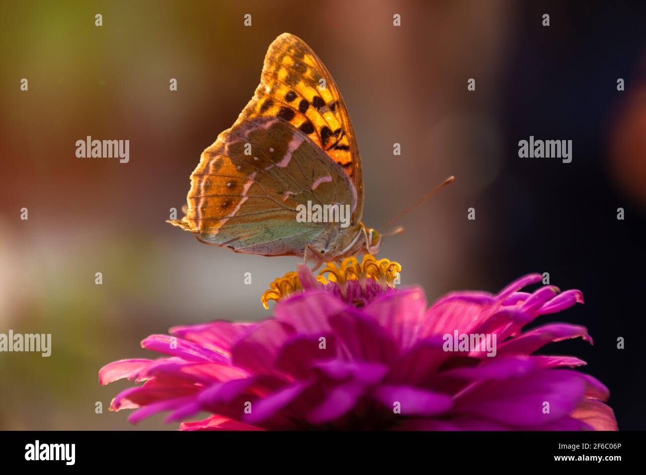 Der wunderschöne Schmetterling Vanessa sitzt auf einer leuchtend rosa Blume. Leuchtend orange Flügel leuchten im Sonnenlicht. Das Konzept von Sommer, Schwerelosigkeit. Ein Schmetterling Stockfoto