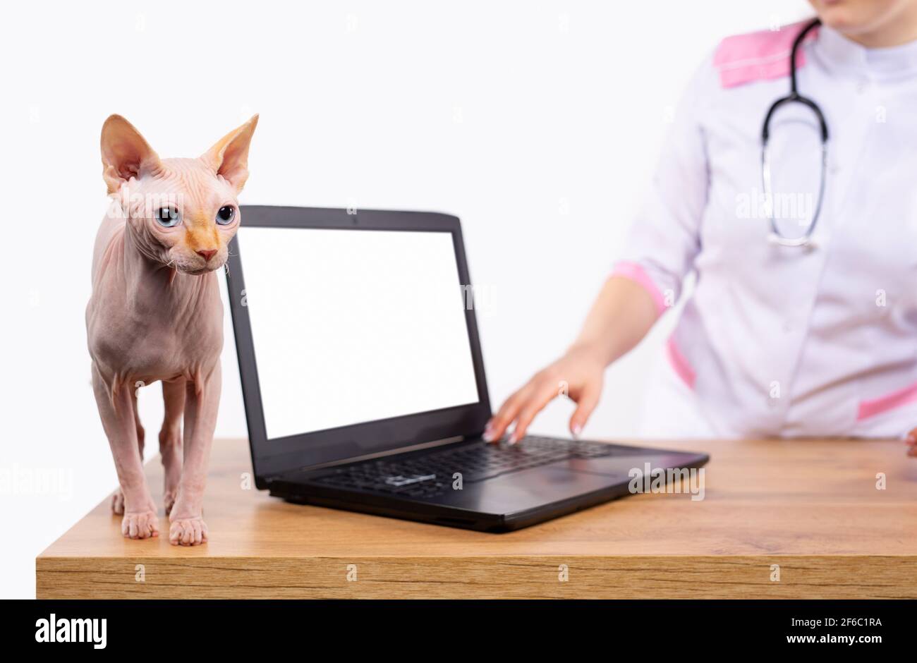 Sphynx Katze an der Rezeption des Tierarztes. Abgeschnitten Foto des Tierarztes in schützenden weißen Kleid, Uniform untersucht Haustier auf Tierarzttisch. Laptop-Bildschirm für Stockfoto