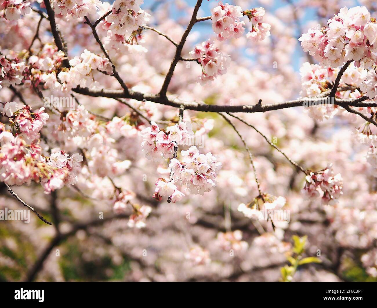 Kirschbäume in voller Blüte Stockfoto