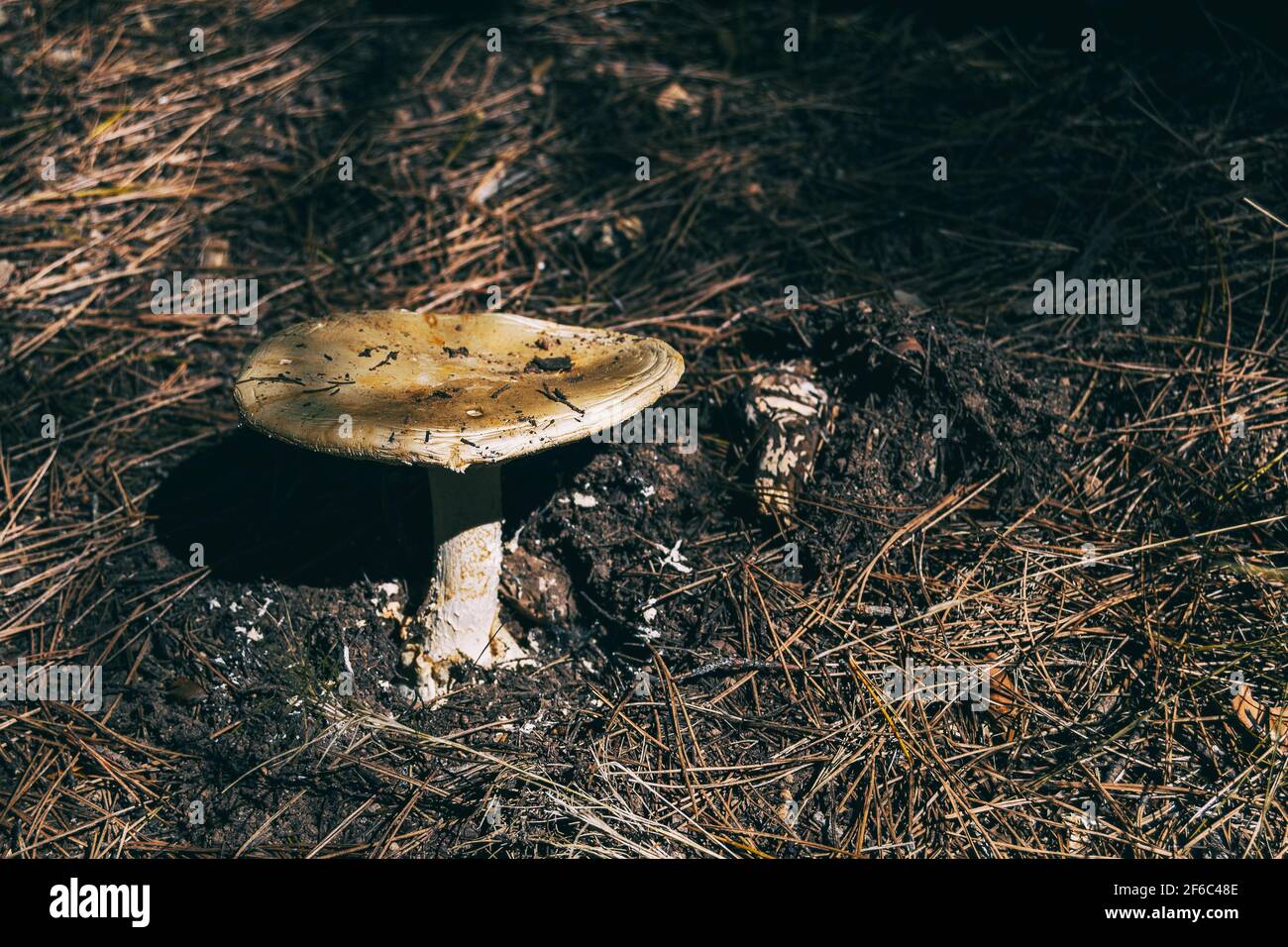 Ein wilder Pilz aus der Nähe in einer Decke von gesehen Trockene Blätter auf dem Boden eines Waldes in Katalonien Stockfoto