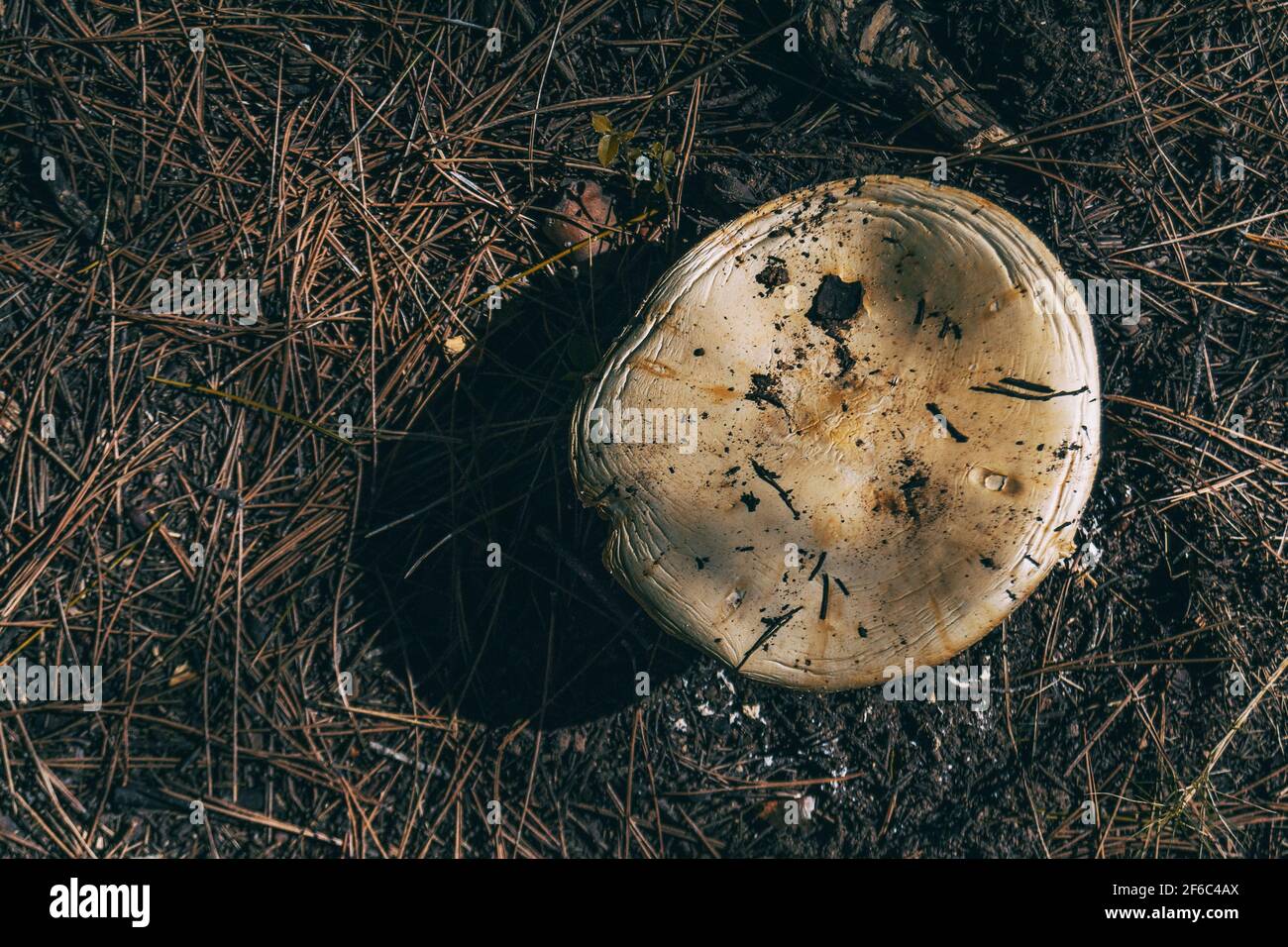 Ein wilder Pilz aus der Nähe in einer Decke von gesehen Trockene Blätter auf dem Boden eines Waldes in Katalonien Stockfoto