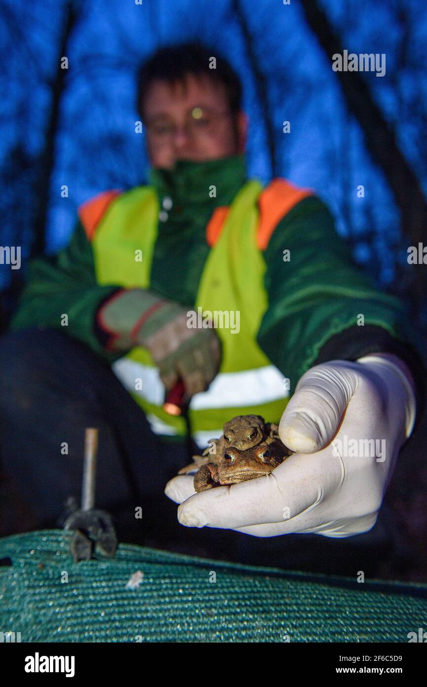 31. März 2021, Sachsen-Anhalt, Schricke: Ein Krötenpaar sitzt an einem Krötenzaun auf der Hand von Tobias Langner vom Naturschutzbund NABU in Barleben, der die Tiere in einen Eimer steckt. Der NABU betreut den Krötenzaun im Auftrag der unteren Naturschutzbehörde. In der Vorwoche gab es nur isolierte Tiere, die gesammelt wurden. Dann am Samstag 27. März 2021 sprang die Zahl. Allein am Krötenzaun bei Schricke sammelten Helfer rund 900 Amphibien. Amphibien wandern ab, um in ihr Geburtswasser zurückzukehren. Dabei überqueren sie oft Straßen. Stockfoto