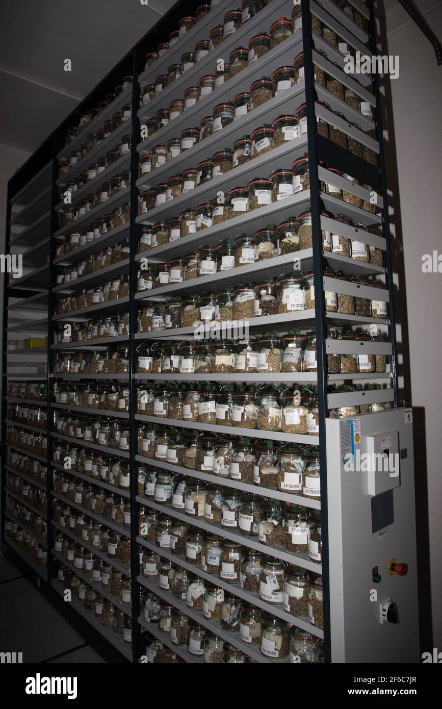 Der Kühlraum des Leibniz-Instituts für Pflanzengenetik und Pflanzenforschung in Gatersleben umfasst 28000 Weizen- und 23000 Gerstensonden. In den Kühlräumen Stockfoto