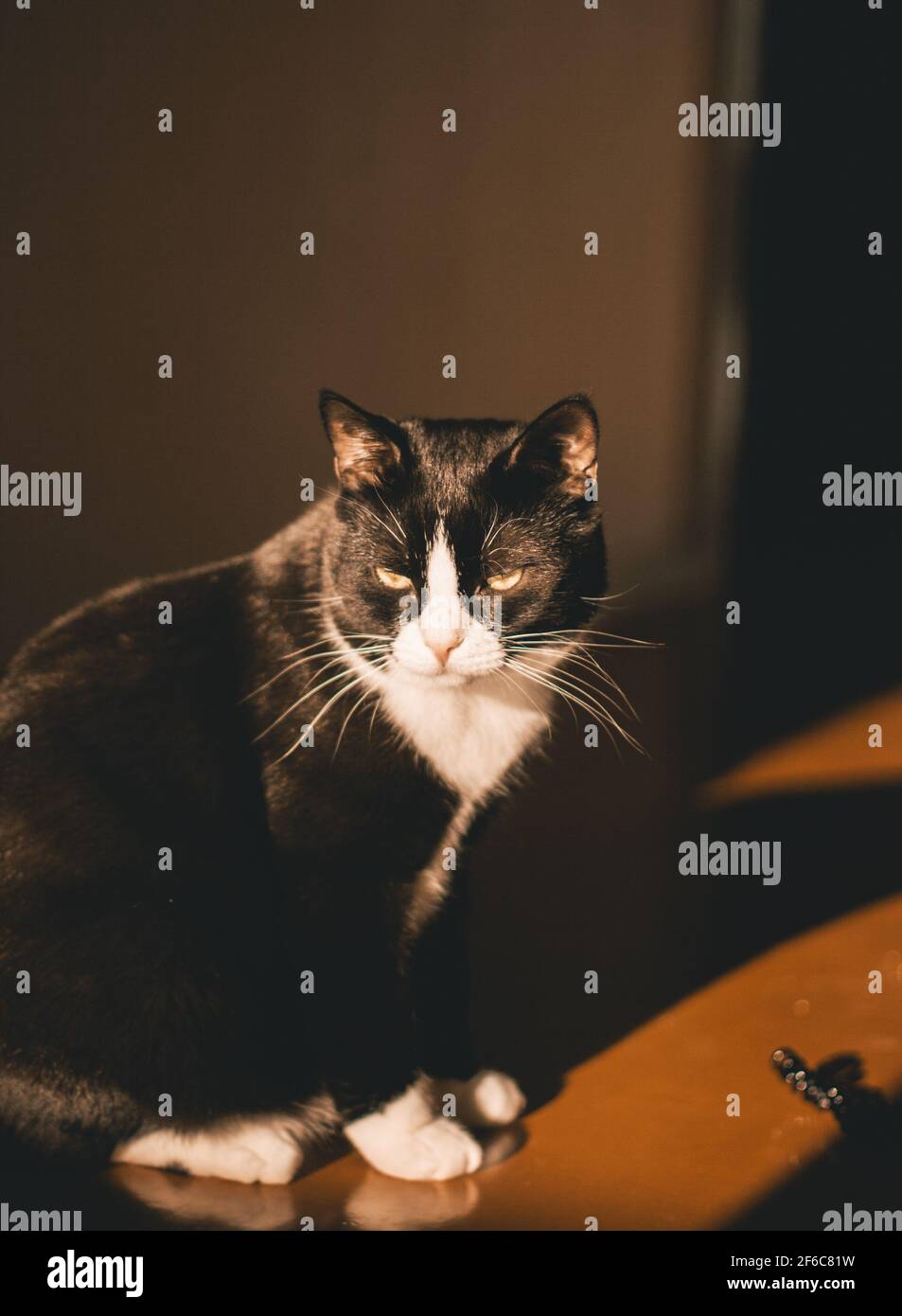 Schwarze Katze mit weißem Hals und Pfoten und gelb Die Augen sitzen in einem dunklen Raum auf einem roten Boden in der Frühlingssonne, die auf das Gesicht der Katze scheint Vom Sieg Stockfoto