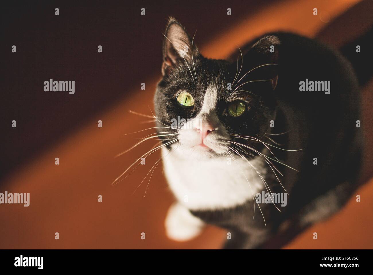 Schwarze Katze mit weißem Hals und Pfoten und gelben Augen blickt auf die Kamera, die in einem dunklen Raum auf einem orangefarbenen Boden in der Frühlingssonne sitzt Stockfoto