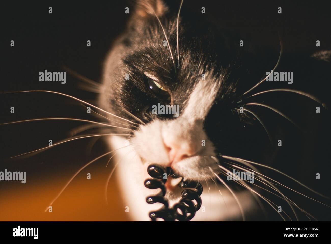 Schwarze Katze mit weißem Hals und Pfoten und gelben Augen schaut auf einem  Plastikgummiband käuend in die Kammer. Sitzt in einem dunklen Raum auf der  Orange Stockfotografie - Alamy