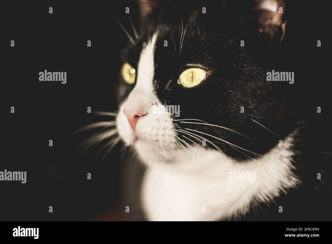 Schönes Porträt einer schwarzen Katze mit weißem Hals und Pfoten und gelben Augen schaut auf die Kamera. Sitzen in einem dunklen Raum auf dem orangen Boden in t Stockfoto