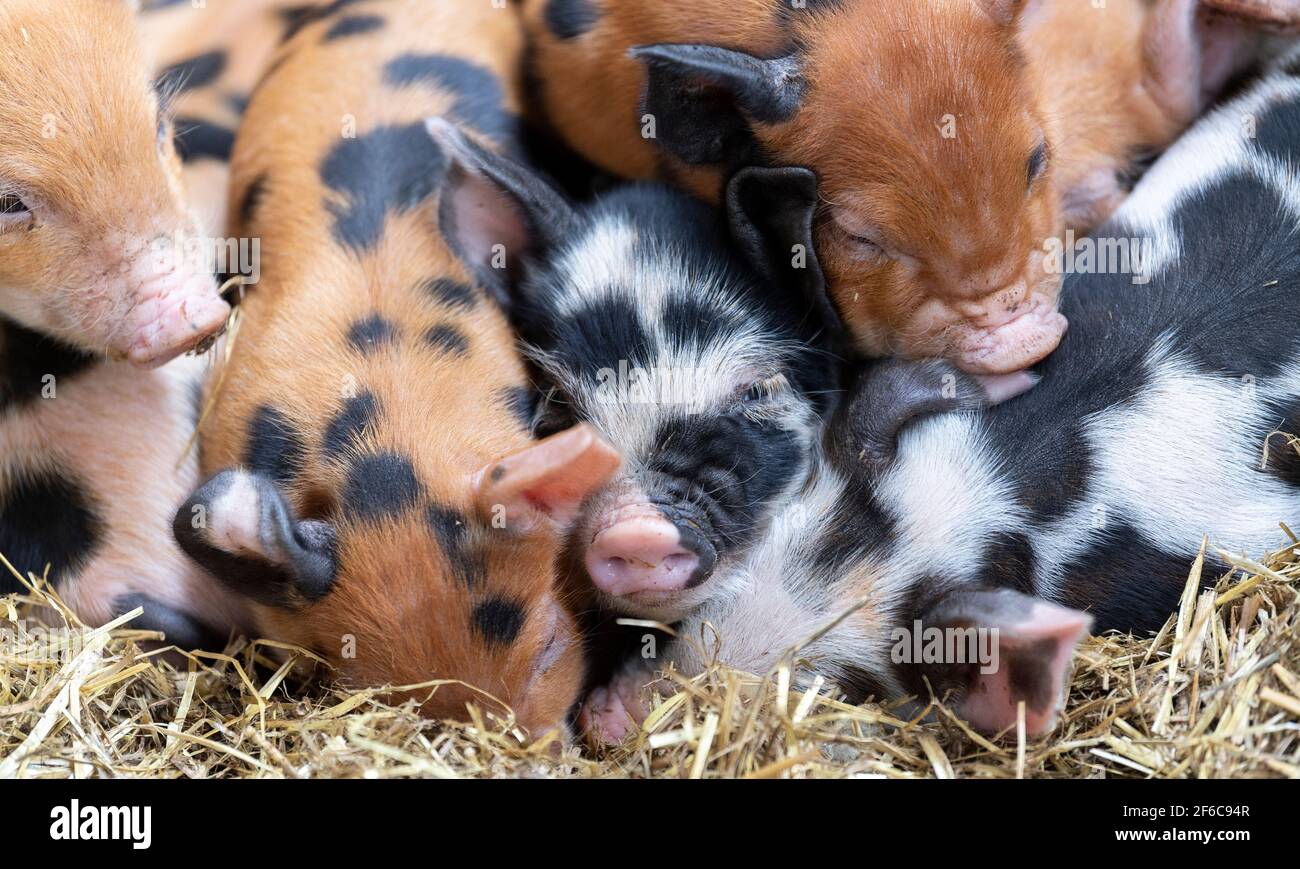 Wurf von Freiland-Ferkeln, die in einem Haufen auf einem Strohbett schlafen, North Yorkshire, Großbritannien. Stockfoto