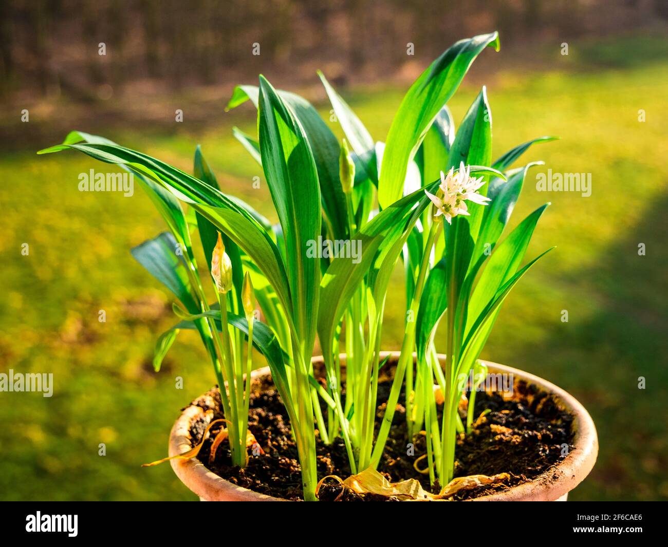 Ramsons (Allium ursinum). Bekannt als Bärlauch, Wild Garlic, Wood Garlic - wächst und blüht zu Hause in einem Topf. Stockfoto