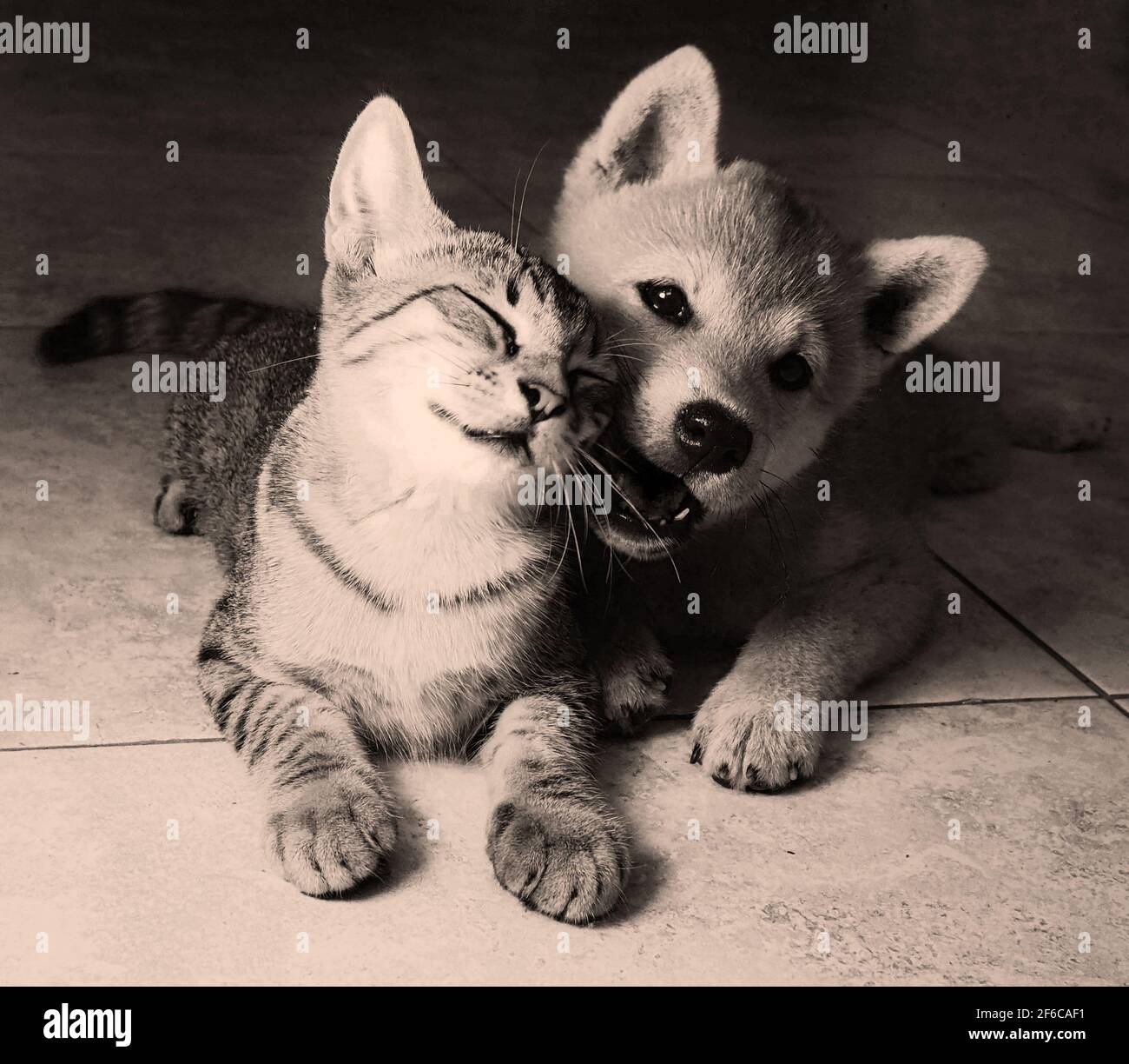 Zwei Freunde shiba inu Welpe und tabby Katze Stockfoto