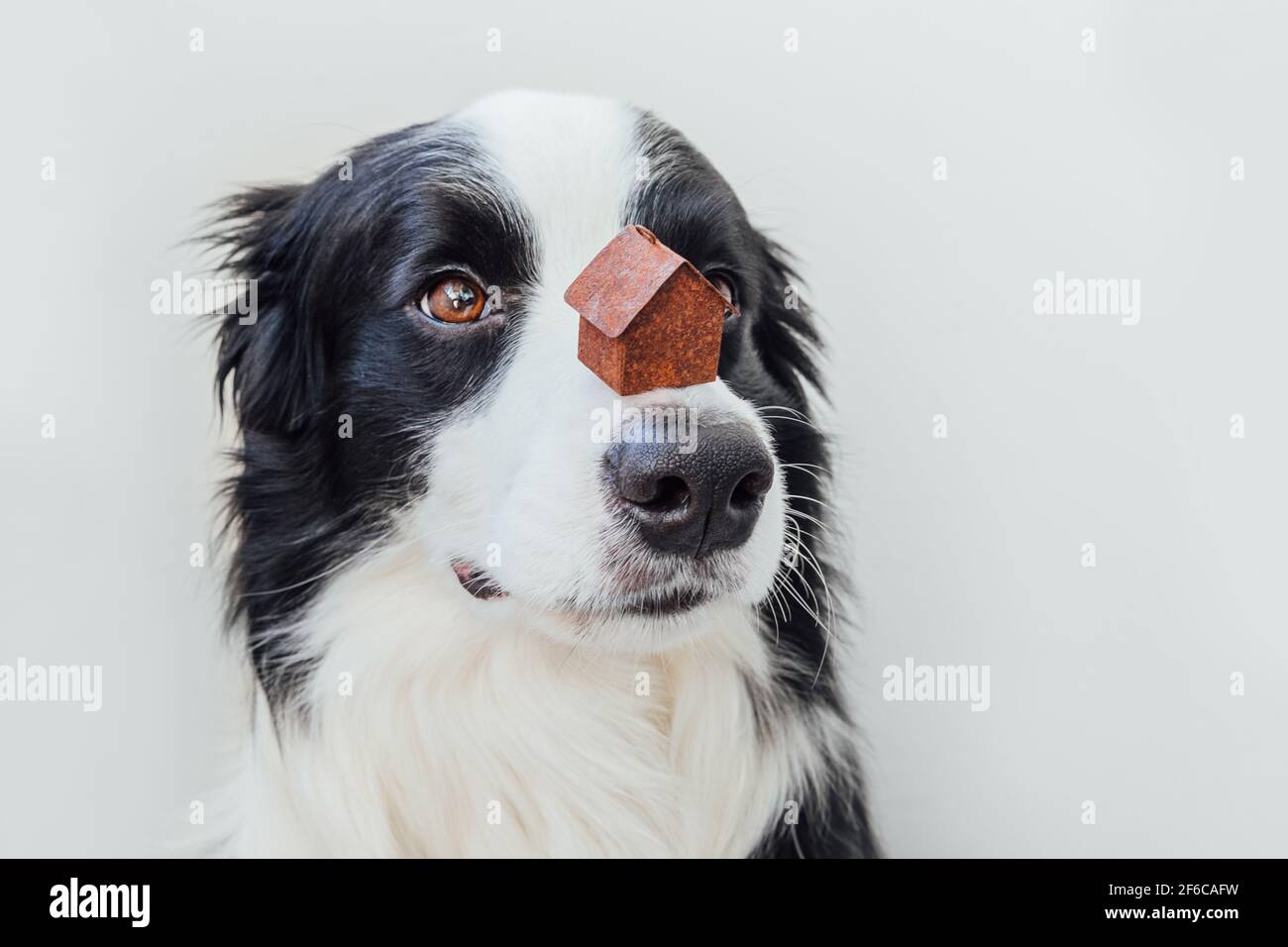 Lustige Porträt von niedlichen Welpen Hund Grenze Collie hält Miniatur-Spielzeug-Modell Haus auf der Nase, isoliert auf weißem Hintergrund. Immobilien Hypothek Immobilien Stockfoto